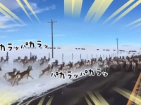 アメリカの大自然。道路を横断するレイヨウの群れに犬は喜び車からウェェェン！！