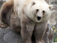 気候変動の影響で、ホッキョクグマとハイイログマの異種交雑が進み、ハイブリッド種「ピズリー」が続々誕生