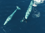 クジラとイルカが戯れ泳ぐ珍しい瞬間を捉えたドローン映像が神聖で美しいと話題に