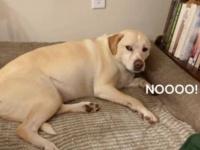 「お風呂に入るくらいなら…！」愛犬、バスルームへと誘う飼い主をしり目に自らケージにこもる