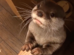 夕飯の時間だとわかった瞬間のカワウソの高まり具合が可愛すぎる…！