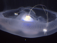 生きたクラゲに推進システムを搭載、高速遊泳可能なサイボーグ・クラゲが誕生（米研究）