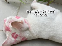 どこでそんなに愛されてきたんだ？顔中にキスマークをつけて帰宅した猫