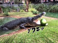 一撃必殺！ワニがスイカを一口で粉砕する迫力映像