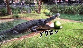 一撃必殺！ワニがスイカを一口で粉砕する迫力映像