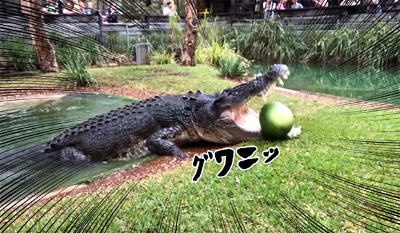 一撃必殺！ワニがスイカを一口で粉砕する迫力映像