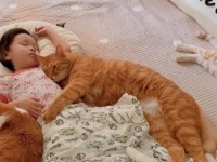 猫ちゃん犬ちゃん、今日もいっしょに何して遊ぶ？わんにゃんと少女のほっこり優しい癒されタイム