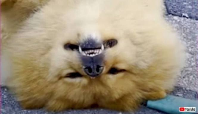 「え、この子大丈夫？」死んだふりが得意なポメラニアン、道行く人を虜にする