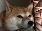約５０秒の癒し動画！　救急車に合わせてハナを鳴らしまくる柴犬が可愛すぎ