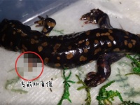 驚くべき再生能力！左前脚を失ったタイガーサラマンダーの脚が再生するまでの記録映像（サラマンダー出演中）