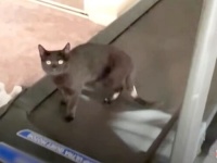 猫「やっぱりニンゲンってわからニャい！」コロナで自宅待機中のママンの観察日記をつけてみた？