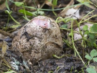 エイリアンの卵ような殻の中には赤い悪魔の指。地球内生物の概念を覆すタコスッポンダケのリアルな姿がとらえられる（イギリス）