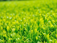 静岡の茶畑（ajariさん撮影,Flickrより）