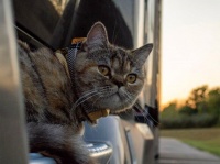 トラック運転手と共に全米を旅する猫、すでに43州を回る（アメリカ）
