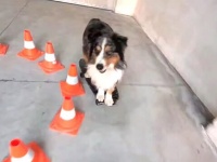 愛犬のこの華麗な滑りを見て！スケボーテクニシャンなオーストラリアンシェパード