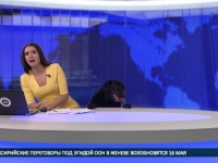 ロシアのニュース番組の生放送中に犬が乱入するハプニング！【映像】