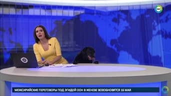 ロシアのニュース番組の生放送中に犬が乱入するハプニング！【映像】