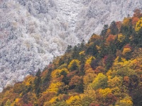 「秋と冬の境い目」がくっきり　紅葉と雪景色が「半分ずつ」な絶景に反響「カレーライスかと思った」