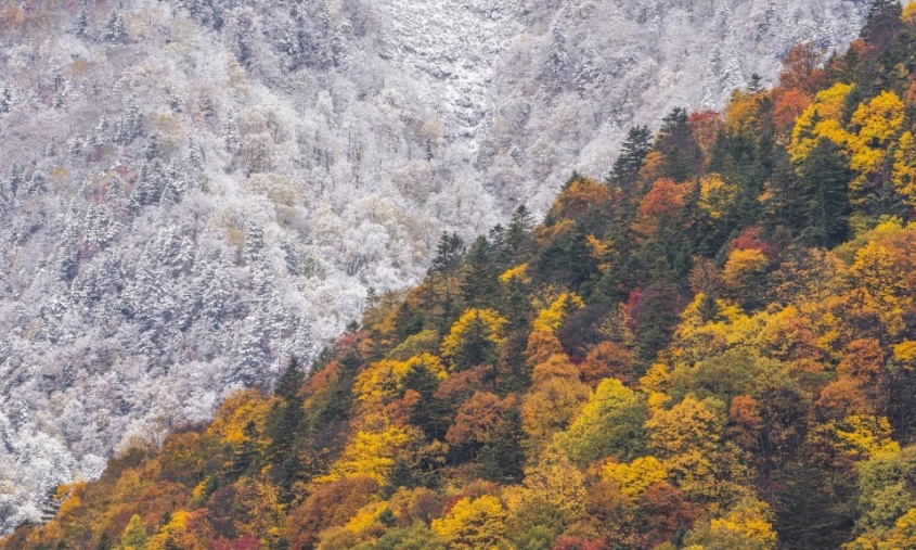 「秋と冬の境い目」がくっきり　紅葉と雪景色が「半分ずつ」な絶景に反響「カレーライスかと思った」