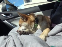 Hope For Paws～「もう大丈夫だよ、いっしょに行こう！」飼い主が亡くなって野良犬となってしまった犬の保護作戦