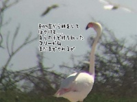 この支配からの卒業...13年前に動物園を脱走したフラミンゴ、約1,000キロ離れた場所で生き延びている姿が確認される（アメリカ）