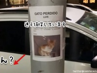 もしかしてこの猫は？迷子猫の張り紙を見ていたら足元にドンッ！