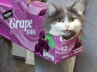 ソーダの空き箱にすっぽり。箱入り猫の嬉しそうなどや顔に関する海外の反応