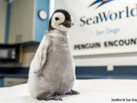 うれしいニュース。水族館で13年ぶりにコウテイペンギンの赤ちゃんが誕生