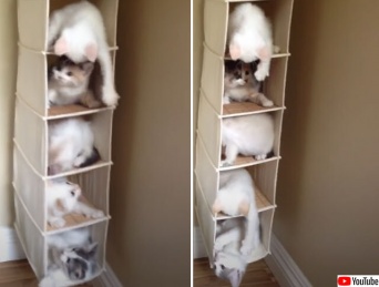 子猫のタワマン、どの階に住むかで大混乱
