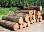 【山形県】丸太をお届け！　ふるさと納税の“お礼の品”がぶっ飛んでる