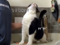 そ、そこは！あるポイントを撫でられた猫の錯乱（要音声）