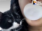 狩猟本能ＭＡＸ！　猫が飼い主の噛むガムを…