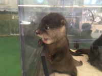 カワウソのあんぐりがかわいかったので、コラ職人ちょっとだけがんばる