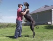 後ろ脚で立つと2.1m、グレートデーンが現存する中で世界一背の高い犬に（追記あり）