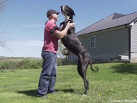 後ろ脚で立つと2.1m、グレートデーンが現存する中で世界一背の高い犬に（追記あり）