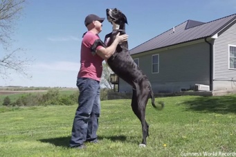後ろ脚で立つと2.1m、グレートデーンが現存する中で世界一背の高い犬に（追記あり）