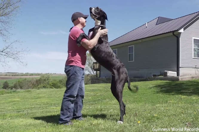 後ろ脚で立つと2.1m、グレートデーンが現存する中で世界一背の高い犬に(追記あり)