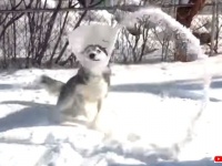雪遊びのハスキー「エリザベスカラーってこのためにあるの？」と新たな楽しい使い道を発見してしまう