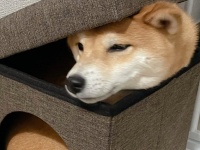 「どうしてわざわざそこに？」　柴犬の謎行動に1.7万人困惑「自分を猫だと思ってそう」