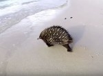 ハリモグラが“遠泳”にチャレンジするその姿がキュートすぎ！