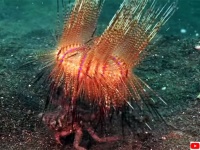 トゲトゲのウニを最強のシールドとして身に纏うカニ、「キャリアクラブ（Carrier Crab）」