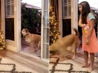 心の綺麗な犬にしか見えない魔法のドア？そしてまた、心の綺麗な少女のみ開けることができるっていう。