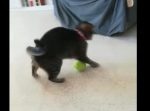 どうなってるの！？　テニスボールで遊ぶ猫ちゃんが面白い動きを繰り出す！