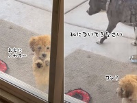 お家に入れない子犬に犬用ドアの使い方を教える大型犬