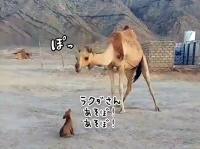 子犬が遊んでほしそうにラクダに近づいてきた。子犬を受け入れやさしくキスをするラクダ