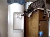 ニャにこれ？　ウォーターサーバーの魅力にとりつかれた猫が可愛すぎるｗｗｗ