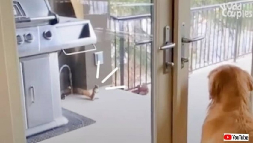 「子供たちを紹介するね！仲良くしてやってね！」窓の外に遊びに来るリス、親友のゴールデンに自分の子供たちを紹介する