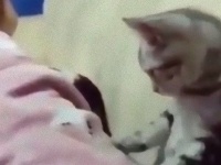 マッサージの強制続行。猫が労働させられている現場を見た海外の反応