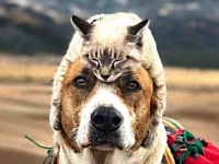 種族の違いも何のその。犬と猫のらぶらぶな関係を詰め合わせでお届け