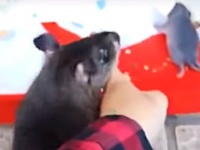 「赤ちゃん生んだの！見て見て！」と飼い主の指を引っ張るアフリカオニネズミのお母さん